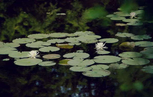 Water, flowers, nature, pond, water lilies