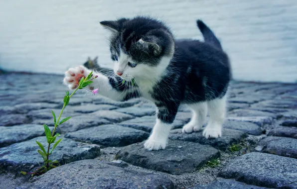 Flower, kitten, cat, kitty, feline