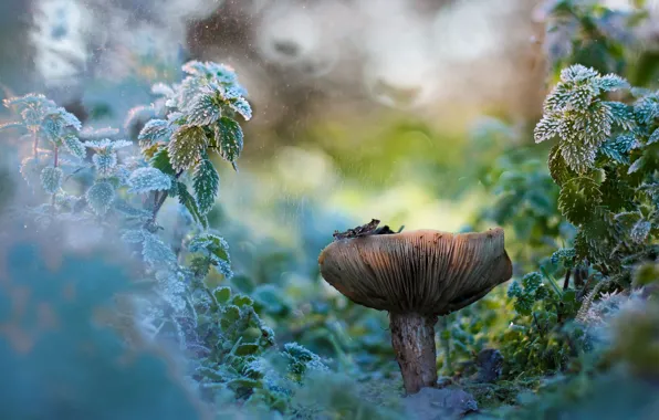 Frost, leaves, drops, nature, rain, mushrooms, plant, bokeh