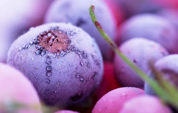Picture nature, berries, food