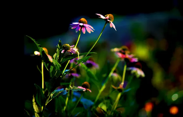 Picture leaves, flowers, background, flowerbed, Echinacea