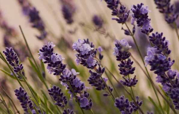 Picture macro, meadow, lavender