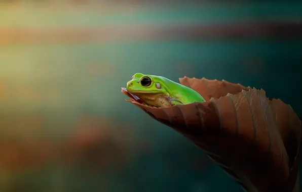 Picture leaves, background, frog