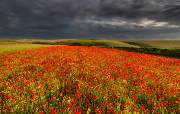 Field, summer, the sky, clouds, trees, flowers, clouds, nature