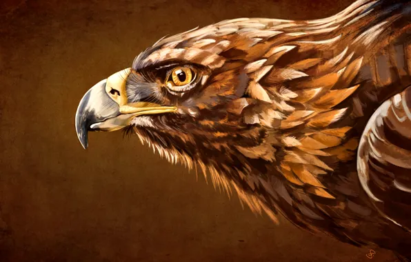 Beak, Bird, Eagle, Aquila, the head of an eagle