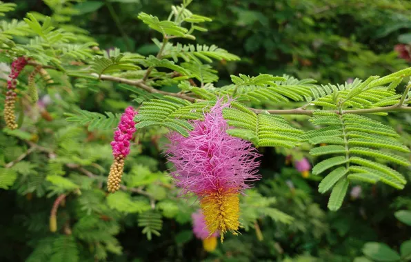 Flowers, nature, leaf