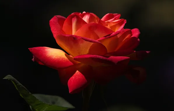 Picture flower, background, rose, petals, Bud