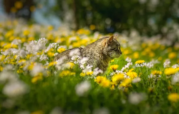 Picture grass, cat, flowers, bokeh