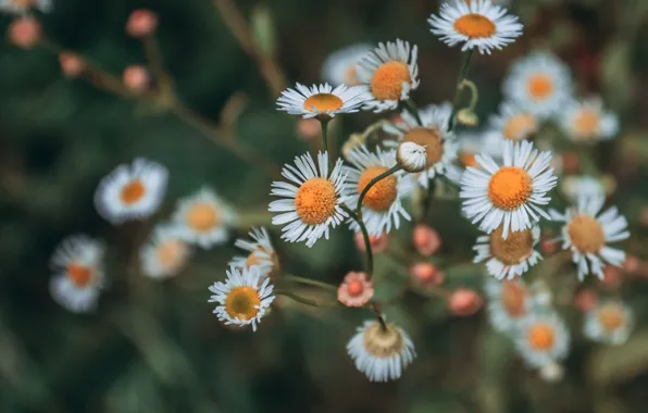 Flowers, Color, Flower, Plant, Plants, Flower, Flowers, Color