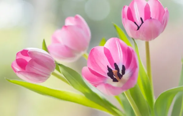 Tulips, pink, buds