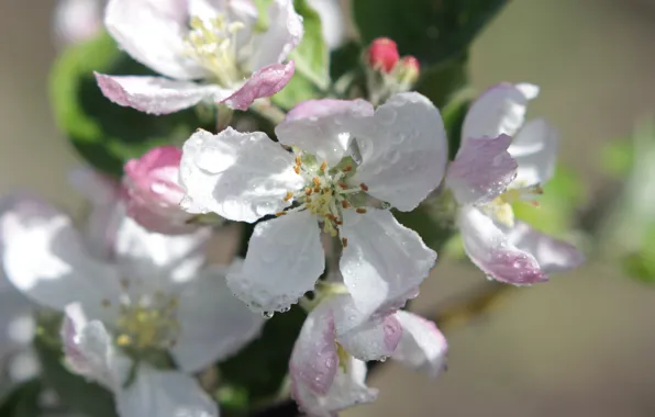 Picture spring, peaches, flowering
