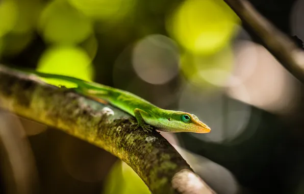 Macro, branch, Lizard, green