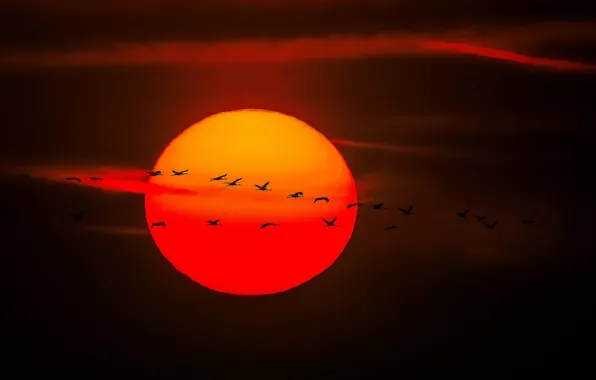 The sky, the sun, flight, sunset, birds