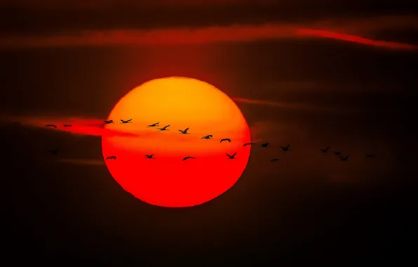 Picture the sky, the sun, flight, sunset, bird