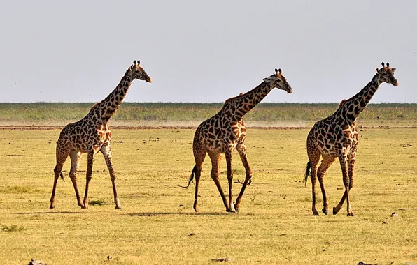 The steppe, giraffes, Savannah