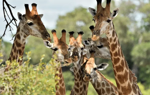 Picture family, giraffe, Africa