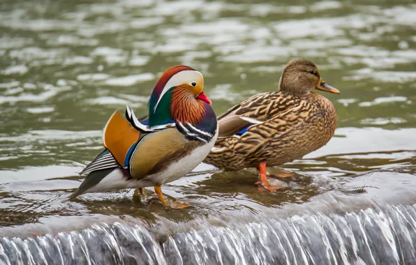 Winter, birds, waterfall, tangerine, Mallard