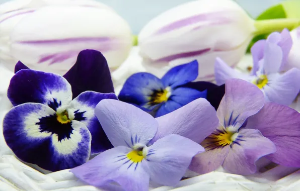 Picture macro, Flowers, Pansy