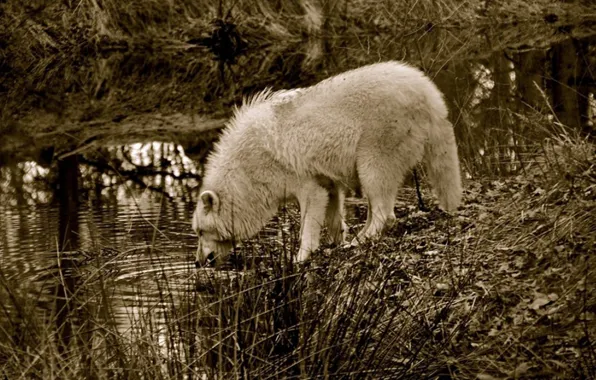 Nature, predator, animal, wolf, wildlife, portrait, portrait., Canis lupus. face
