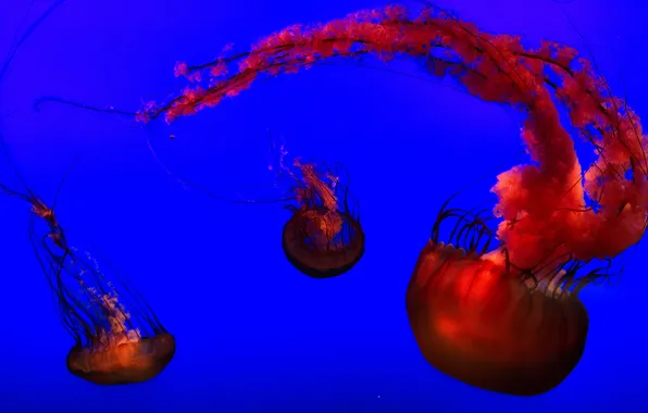 Picture blue, orange, jellyfish, aquarium, henry doorly zoo