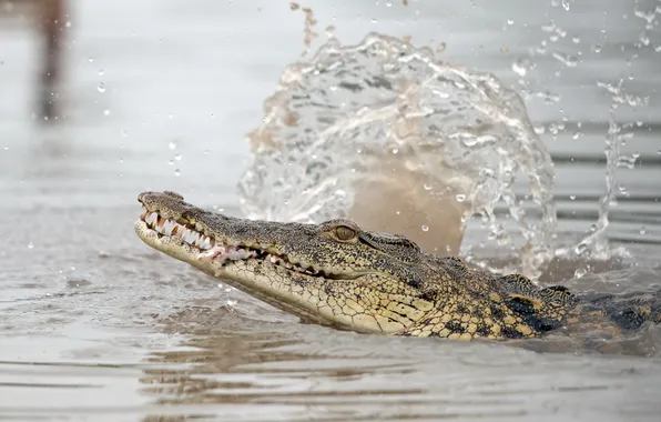Water, nature, crocodile