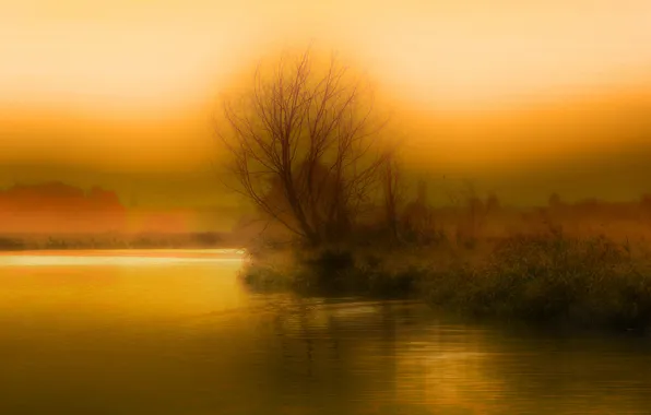 Picture the sky, fog, lake, tree, the evening