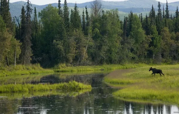 Picture FOREST, GRASS, LAKE, THICKETS, SWAMP, MOOSE