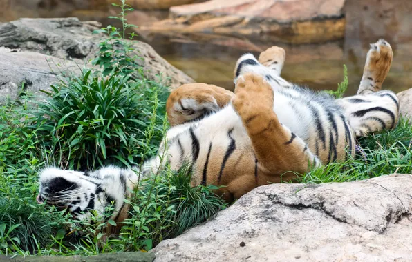 Picture cat, grass, tiger, stay, stone, Sumatran