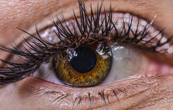 Brown, eye, eyelashes