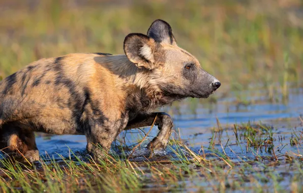 Water, nature, shore, bathing, hyena, crossing, pond