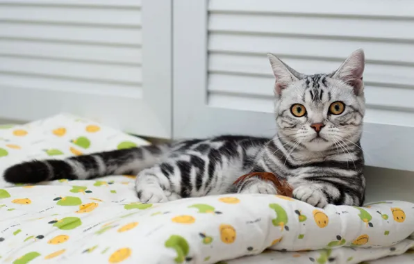 Picture cat, look, pose, comfort, grey, background, stay, lies