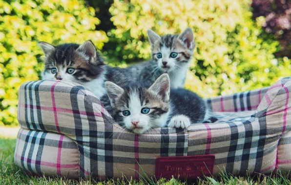 Summer, grass, look, light, cats, nature, glade, kittens
