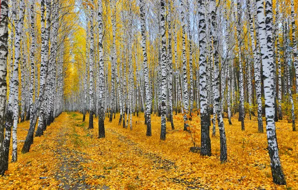 Picture autumn, forest, leaves, trees, yellow, birch, grove, paths