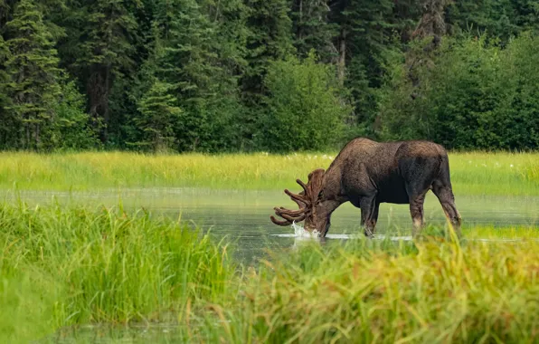 Picture forest, grass, shore, drink, pond, moose
