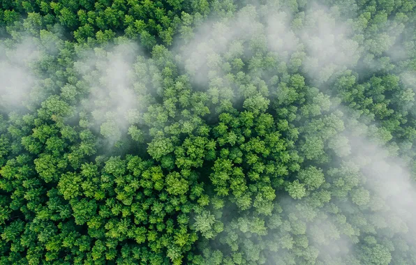 Forest, trees, fog, Wallpaper, height, art, wallpaper, forest