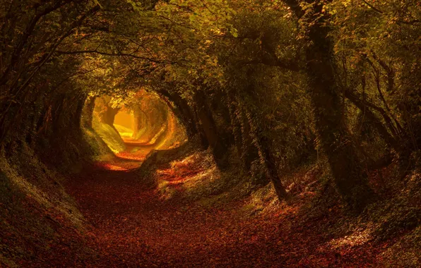 Road, autumn, light, trees, nature, trail