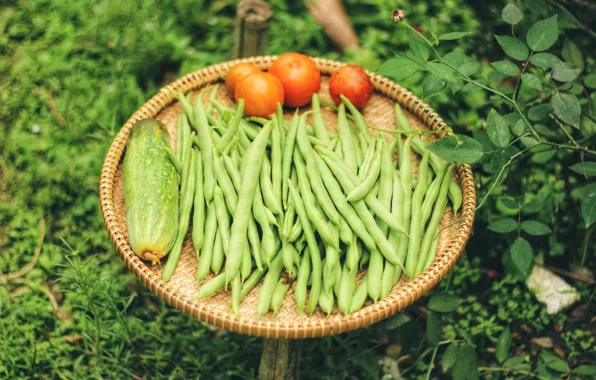 Greens, branches, garden, cucumber, vegetables, tomatoes, tray, bokeh