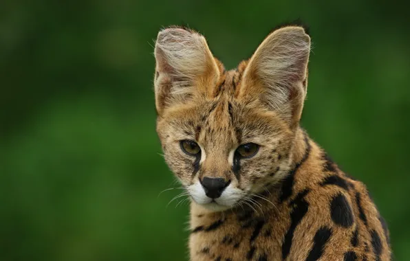 Look, face, portrait, cub, wild cat, green background, young, Serval