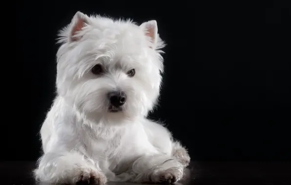 Background, baby, Puppy, The West highland white Terrier