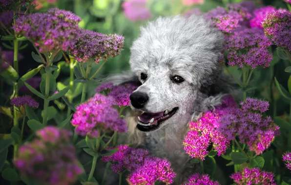 Language, look, flowers, nature, grey, portrait, dog, garden
