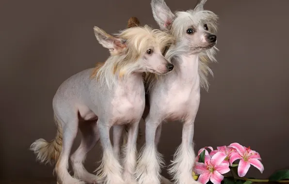 Picture flowers, background, dog, puppy, Chinese crested dog