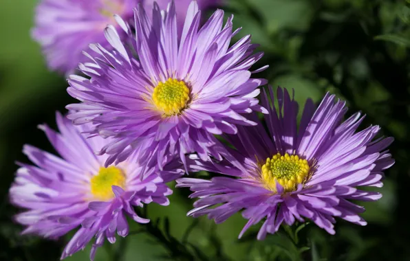 Flowers, petals, asters