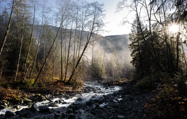 Autumn, forest, light, river, morning