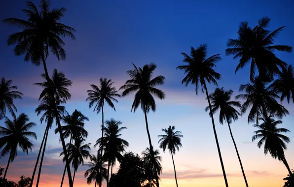 Sea, beach, summer, sunset, palm trees, shore, silhouette, summer