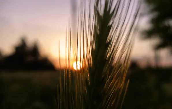 Summer, the sky, grass, the sun, light, trees, clouds, ear