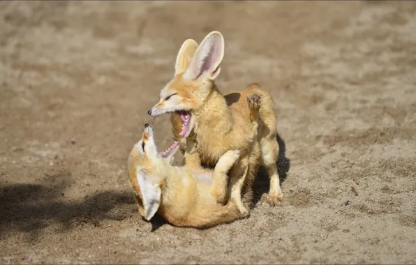 Picture animals, the game, pair, Fox, games, animal, fennec