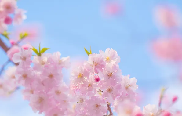 Picture flowers, branches, tree, spring, pink, flowering