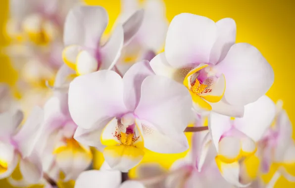 Picture flowers, background, orchids