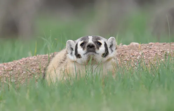 Glade, face, badger, American badger