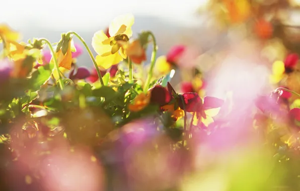 The sun, macro, rays, Flowers, plants, petals, brightness